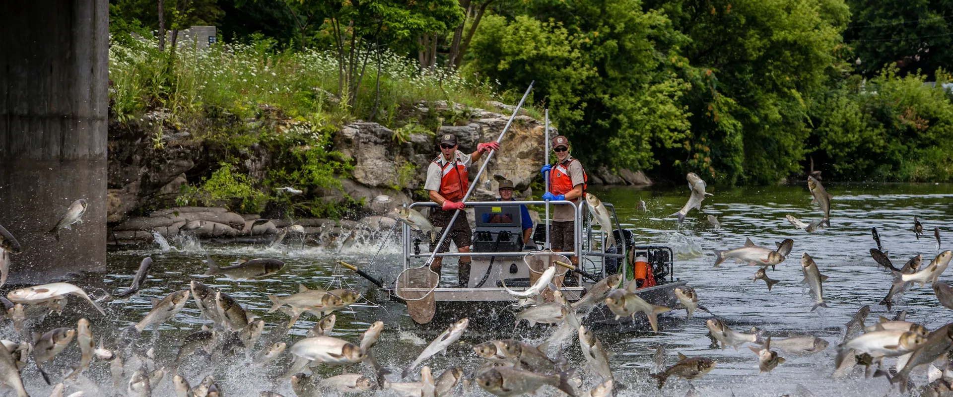 Silver Carp jumping USFWS